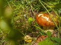 Young Suillus luteus mushrooms slippery jack or sticky bun. Edible mushroom with mucous skin on a hat