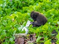Young Sulawesi crested macaque playing plastic waste
