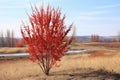 Young sumac without leaves in sunny early spring weather Royalty Free Stock Photo