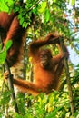 Young Sumatran orangutan sitting on trees in Gunung Leuser National Park, Sumatra, Indonesia Royalty Free Stock Photo