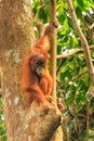 Young Sumatran orangutan sitting on trees in Gunung Leuser National Park, Sumatra, Indonesia Royalty Free Stock Photo