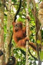 Young Sumatran orangutan sitting on trees in Gunung Leuser National Park, Sumatra, Indonesia Royalty Free Stock Photo