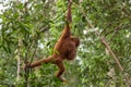 Young Sumatran orangutan Pongo abelii swinging from a tree in Gunung Leuser National Park, Sumatra, Indonesia Royalty Free Stock Photo