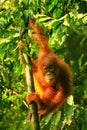 Young Sumatran orangutan sitting on trees in Gunung Leuser National Park, Sumatra, Indonesia Royalty Free Stock Photo