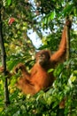 Young Sumatran orangutan sitting on trees in Gunung Leuser National Park, Sumatra, Indonesia Royalty Free Stock Photo