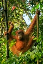 Young Sumatran orangutan sitting on trees in Gunung Leuser National Park, Sumatra, Indonesia Royalty Free Stock Photo