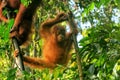 Young Sumatran orangutan sitting on trees in Gunung Leuser National Park, Sumatra, Indonesia Royalty Free Stock Photo