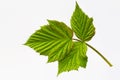 Young summer raspberry leaf isolated on white Royalty Free Stock Photo