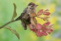 A young Sunda pygmy woodpecker is hunting prey in a weathered bamboo tree.