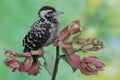 A young Sunda pygmy woodpecker is hunting prey in a weathered bamboo tree.