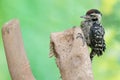 A young Sunda pygmy woodpecker is hunting prey in a weathered bamboo tree.