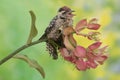 A young Sunda pygmy woodpecker is hunting prey in a weathered bamboo tree.