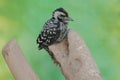 A young Sunda pygmy woodpecker is hunting prey in a weathered bamboo tree.