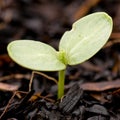 Young sunflower Royalty Free Stock Photo