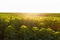 Young sunflower in the field