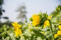 Young sunflower in the field3 Royalty Free Stock Photo