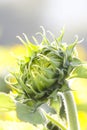 Head details of a green young undisclosed sunflower close-up. Vorsinki on the stem, macro shot Royalty Free Stock Photo