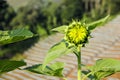 Head details of a green young undisclosed sunflower close-up. Vorsinki on the stem, macro shot Royalty Free Stock Photo