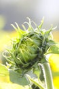 Head details of a green young undisclosed sunflower close-up. Vorsinki on the stem, macro shot Royalty Free Stock Photo