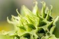 Head details of a green young undisclosed sunflower close-up. Vorsinki on the stem, macro shot Royalty Free Stock Photo