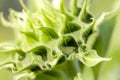 Head details of a green young undisclosed sunflower close-up. Vorsinki on the stem, macro shot Royalty Free Stock Photo