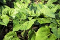 Young sunflower leaves with disease Royalty Free Stock Photo