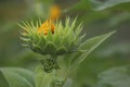 Young Sunflower Plant. Sunflower In Process Ready To Bloom  Closeup. Yellow Flower Blossom In The Garden At Summer Or Spring.
