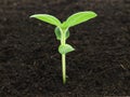 Young sunflower plant in soil