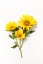 Young sunflowers on a white background. Royalty Free Stock Photo