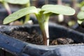 Young sunflower seedling Royalty Free Stock Photo