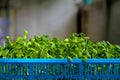 Young sunflower seedlings in baskets growing up. Royalty Free Stock Photo