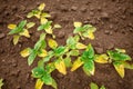 Young sunflower shoots are burned with herbicide Royalty Free Stock Photo