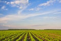 Young sunflower shoots grow in rows in the field