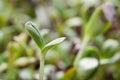 Young sunflower sprout Royalty Free Stock Photo