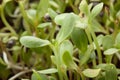Young sunflower sprout Royalty Free Stock Photo