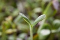 young sunflower sprout Royalty Free Stock Photo