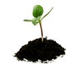 Young sunflower sprout in the soil with droplets Royalty Free Stock Photo