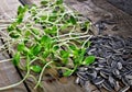 Young sunflower sprouts and seed Royalty Free Stock Photo