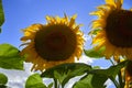 Young sunflowers bloom in field against a blue sky. Royalty Free Stock Photo