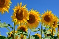 Young sunflowers bloom in field against a blue sky Royalty Free Stock Photo