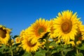 Field of yellow sunflowers against the blue sky Royalty Free Stock Photo