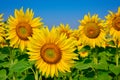 Young sunflowers bloom in field against a blue sky Royalty Free Stock Photo