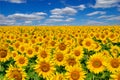 Young sunflowers bloom in field against a blue sky