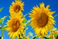 Young sunflowers bloom in field against a blue sky