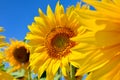 Young sunflowers bloom in field against a blue sky Royalty Free Stock Photo