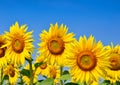 Young sunflowers bloom in field against a blue sky Royalty Free Stock Photo