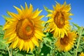 Young sunflowers bloom in field against a blue sky Royalty Free Stock Photo