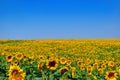 Young sunflowers bloom in field against a blue sky Royalty Free Stock Photo