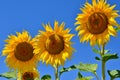 Young sunflowers bloom in field against a blue sky Royalty Free Stock Photo