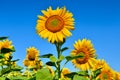 Young sunflowers bloom in field against a blue sky Royalty Free Stock Photo